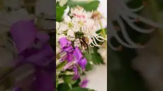 СПАСЛА одну из САМЫХ СИМПАТИЧНЫХ МУХ в мире #animal #fly #saveanimals #животные #insect #насекомые