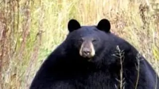 Slowly approaching bear