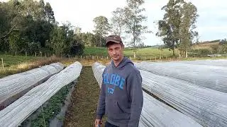 Como saber o momento certo de adubar plantas de morangueiro