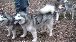 Alaskan Malamute running team