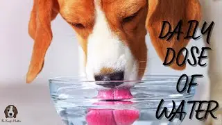 How Much Water Should A Beagle Puppy Drink?