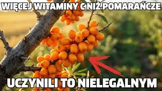 Lepsze niż truskawki i pomarańcze razem: superfood, kt&oacute;re zamieniono w chwast