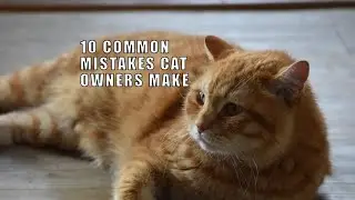 10 Mistakes Cat Owners Make!
