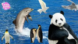 Songs about pandas, dolphins, pigeons, penguins | Kids Bonbi AI