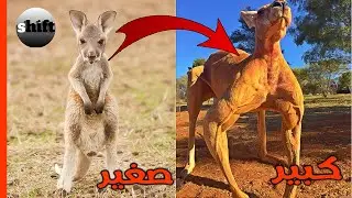 اغرب الحيوانات وهي صغيره وهي كبيره - تحول الكنغر!