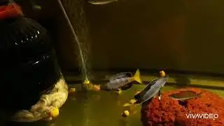 Cyprichromis leptosoma Speckleback moba
