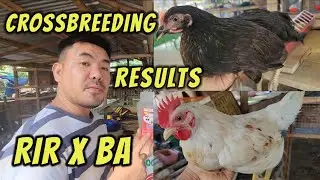 Maganda ba ang cross breed ng RIR at Black Australorp?
