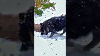 Видеоролики с собаками для просмотра собаками