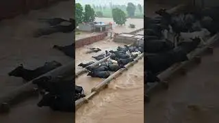 Buffaloes affected by flood | flood  #viral #shortvideo #youtubeshorts