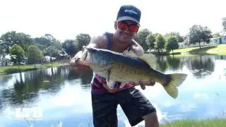 Live Target Swim Bait Fishing