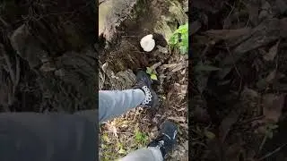 Forest explorer #familyvlog #forest #bugs #insects mushrooms #kidsvideo