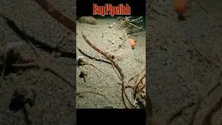 Bay Pipefish 😊 🤿 #scubadiving #pugetsound #pipefish