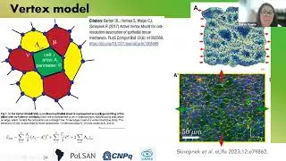 Rita M.C. de Almeida: Active matter, active solids, and cell migration: Epithelium-Mesenchymal...
