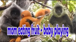 baby monkey playing mom eating fruit|silver leaf monkey #15|wildlife99
