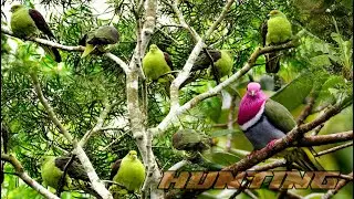 Berburu Punai saat pohon beringin berbuah Lebat