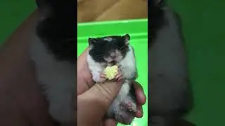 Cute hamster eats baby corn