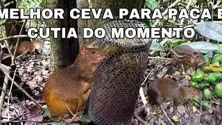 A melhor ceva para paca e cutia do momento.