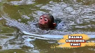 Monkey Swimmer! Balina Loves the Water 🌊🐒,@monkeyscorner