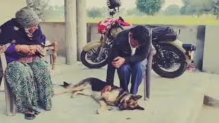 Naughty German shepherd demands Belly Rubs | Hamari Fur Family