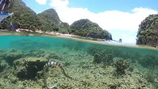 FACE TO FACE WITH POISONOUS SEA SNAKE  IN CARAMOAN, PHILIPPINES