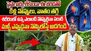 ఈ మొక్కతో శరీరంలో ఉన్న ఎలాంటి నొప్పులైనా పరార్ | Best Plants for Pain Relief | Natural Pain Killers