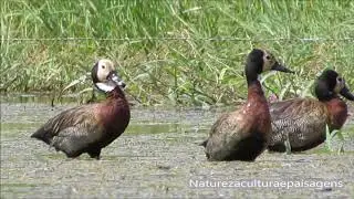 Lindos irer&ecirc;s e lindos patos de crista