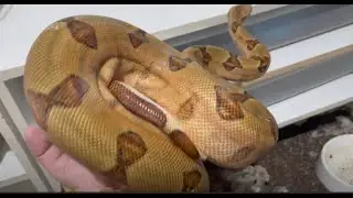 Boa Super Hypo Actualizaci&oacute;n