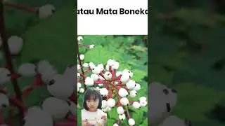 Poison and dangerous plants you Should avoid p5