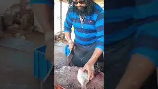 🐬 🐋Best fish cutter MR RAVI. lanka negombo fish🐠🐠🐳