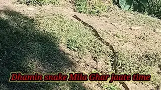 Dhamin snake Mila Ghar jaane k time#gothic king cobra#josh saunders#king cobra jfs