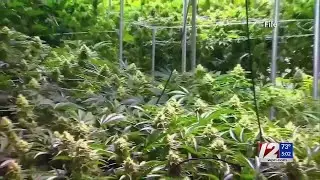RI Senate, House committees OK cannabis legalization