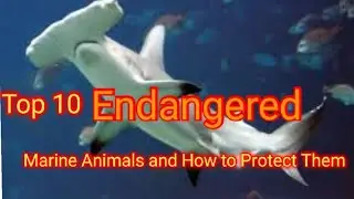 Top 10 Endangered Marine Animals and How to Protect Them/top 10 animals
