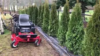 How to install a soaker hose line for Emerald Green Arborvitae