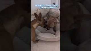 Our little Chiweenies are so loving to each other and the family! #dogkisses #doglove #chiweeniesix