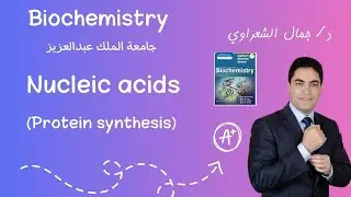 Biochemistry - Nucleic acids - Protein synthesis (Translation) - Video 1