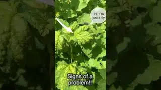 Aphid Attack: Currant Bush Under Siege: Part 1