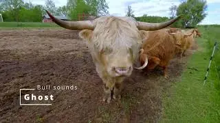 Highland Bull Sounds - Vocal and Howling Noises of Our Bull