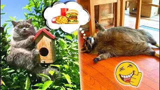 Funniest Fat Animals Compilation 🤩🐶🐱 Funny Animal Videos 2022 👍 Try Not To Laugh