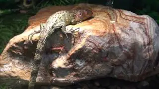 Caiman Lizards For Sale. Buy at Big Apple Pet with Same Day Shipping.