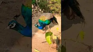 Peacock Lovers UNITE: How to Feed These Exotic Birds! #7