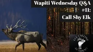 Call Shy Elk | Wapiti Wednesday Q&A - Episode 9