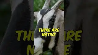 What is an ORYX!?