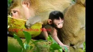 Congratulations Mona Newborn baby was birth!!monkey temple
