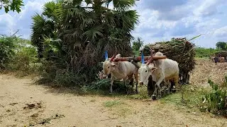 Bullock Cart Mud stuck in heavy load sugarcane | ox | cow videos