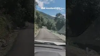 oak woodland (बांज )#youtubeshorts #travel #uttrakhnd #nature #shortvideo #mountains #tree #jungle