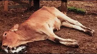 Dr Nyika on causes and treatment and prevalence of January disease in Zimbabwe.