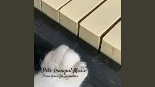 Absolute Calm