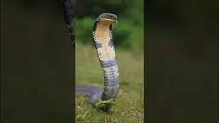 Awesome facts about king cobra! #kingcobras #snake #shorts