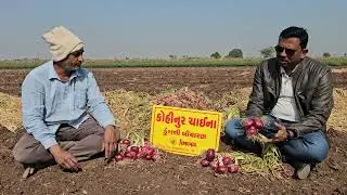 Jindal seeds Onion KOHINOOR CHINA in saurashtra area. #agriculture #progressive #farmer