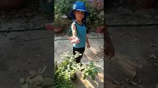 No&eacute; cortando guamuchiles 2024 
